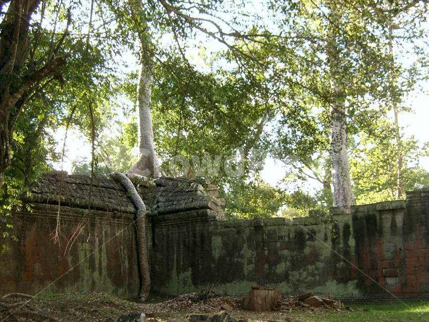 cambodia,캄보디아,앙코르와트,크메르,유적,유적지,뿌리,거대나무