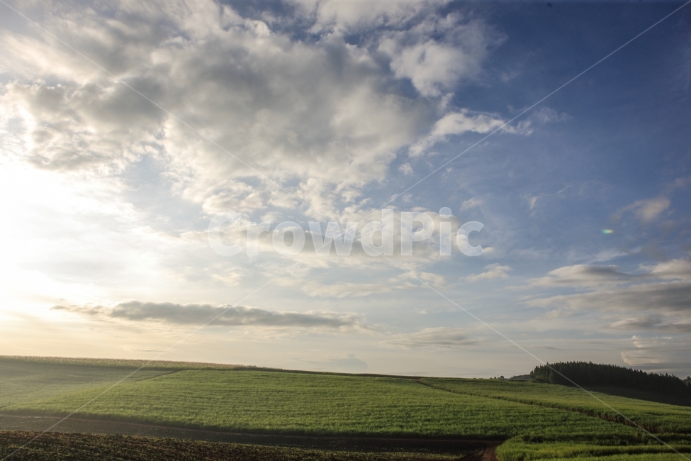 아프리카,우간다,여행,풍경,녹차,차밭,아침,africa,자연,풍경,nature,landscape,해외,외국,세계,foreign,oversea,world,세계자연풍경,해외자연풍경,외국자연풍경,world nature landscape,outdoors,옥외