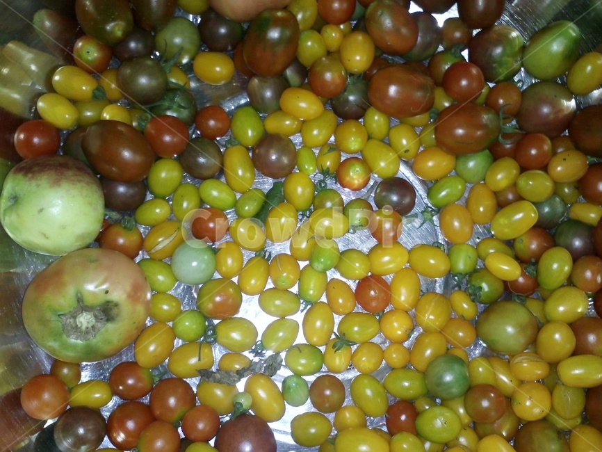 방울토마토,붉은열매,cherrytomato,노란열매,번가,서홍시,과일,열매,fruit
