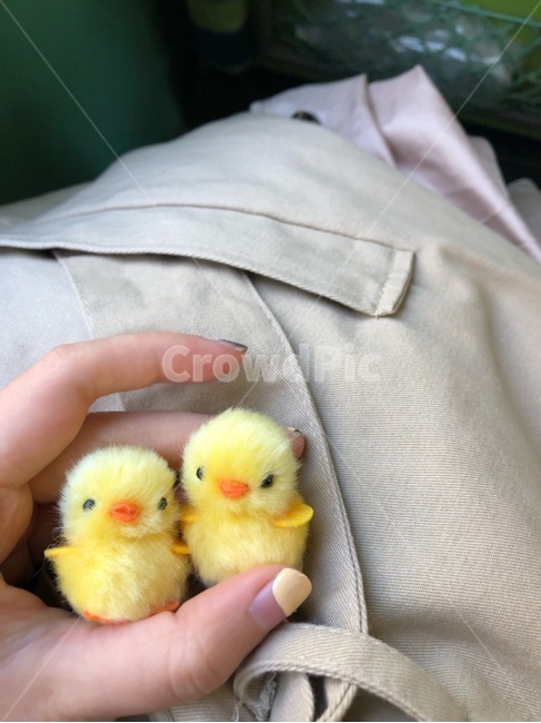 병아리,인형,귀여움,커플,조그마함
