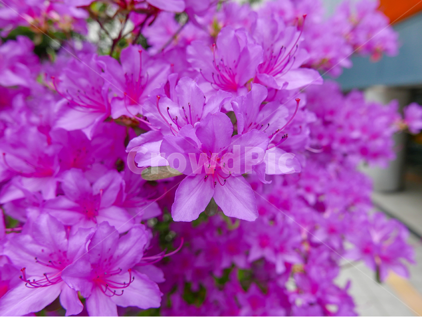 진달래,접사,봄꽃,꽃무리,진달래사진,근접촬영,봄의색,flower,springflower,봄,계절,spring,season,식물,자연,plants,nature,꽃,flower,geranium,제라늄,plant,blossom