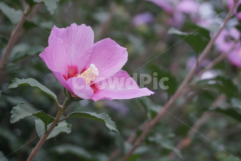 식물,꽃,무궁화,국화,flower,plant,여름,근화