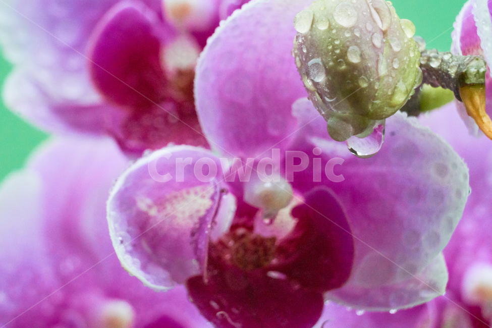 호접란,서양난,꽃,접사,생화,화분,plant,nature,flower,초접사