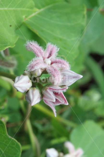 박주가리,세사등,야생화,약용식물,roughpotato,식물,자연,plants,nature