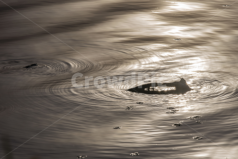 강,저녁,노을,빛,나무,나뭇가지,물결,반사,빛반사,낙동강,자연,풍경,nature,landscape,water,물,outdoors,옥외