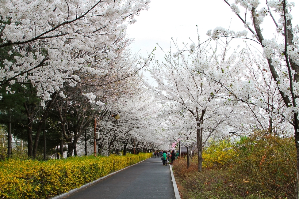 봄,공원,벚꽃,철쭉,사쿠라,일본꽃,하얀꽃,봄,계절,spring,season,자연,풍경,nature,landscape,꽃,flower,plant,식물,blossom