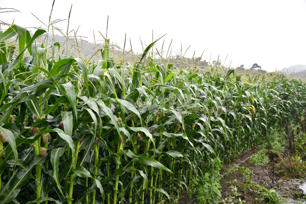 옥수수,옥수수밭,식물,농업,추억,농업,농사,agriculture,farming,farming industry