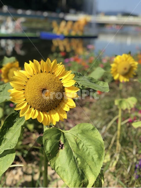 꽃,해바라기,장성황룡강,노란꽃잔치,flower,축제