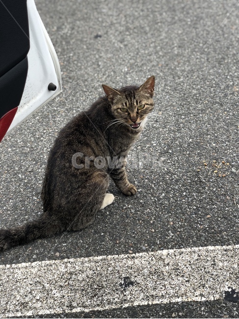 고양이,길고양이,코리안숏헤어,cat,유기묘,동물,animal,포유류,mammal,고양이,cat,kitten,kitty