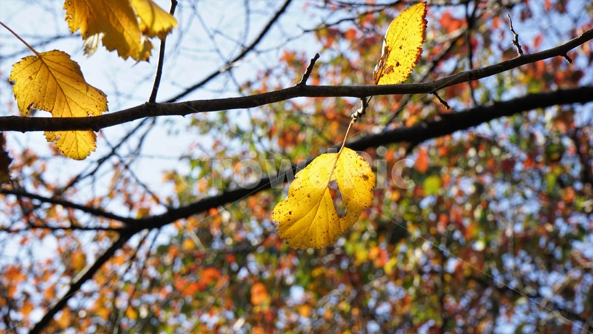 가을,노란이파리,나무,autumn,fall,yellowleaves,nature,가을,계절,fall,autumn,season,plant,식물,leaf,잎,tree