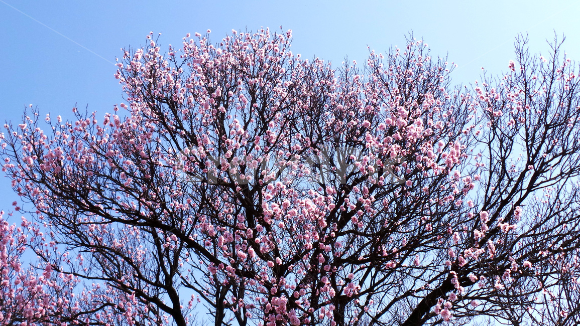 벚꽃,벚나무,봄,blossom,꽃