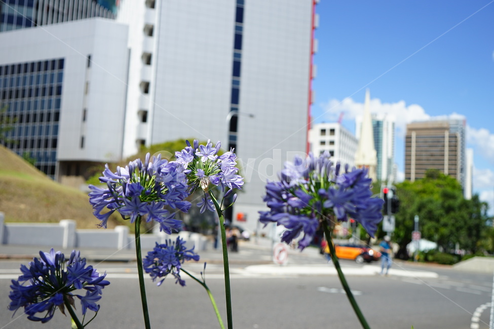꽃,식물,도로,건물,거리,화단,가로수,정물,퍼플,봄,계절,spring,season,식물,자연,plants,nature,꽃,flower,plant,blossom,agapanthus,아가 판 투스