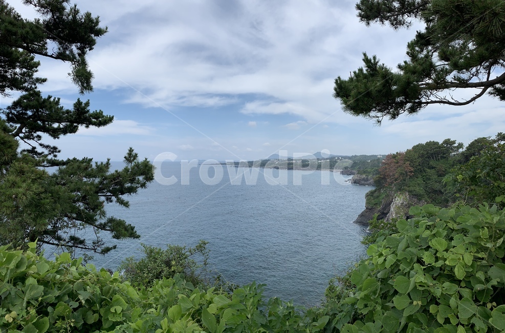 나무,제주,자연,jeju,바다,sea,자연,풍경,nature,landscape,tree,plant,식물,vegetation,초목