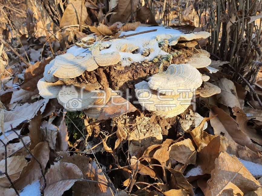 Dishes clattering,Medicinal mushrooms,Inside the Mushroom,mushroom,clamshell mushroom