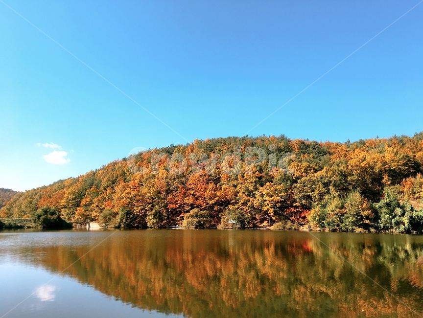 가을,배경,감성,단풍,은행,가을,계절,fall,autumn,season,nature,자연,water,물,outdoors,옥외,lake,호수