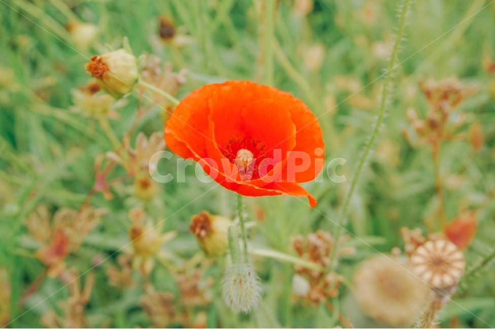 양귀비,꽃,양귀비꽃,함안,함안둑방길,자연,하늘,식물,자연,plants,nature,꽃,flower,감성,sensible,feeling,색깔,색상,색채,색감,color sense,color sensitivity,feeling of color