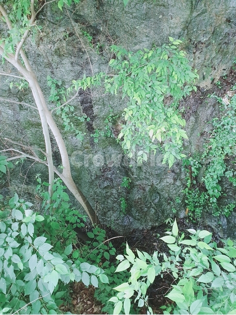 초목,plant,식물,잎,절벽