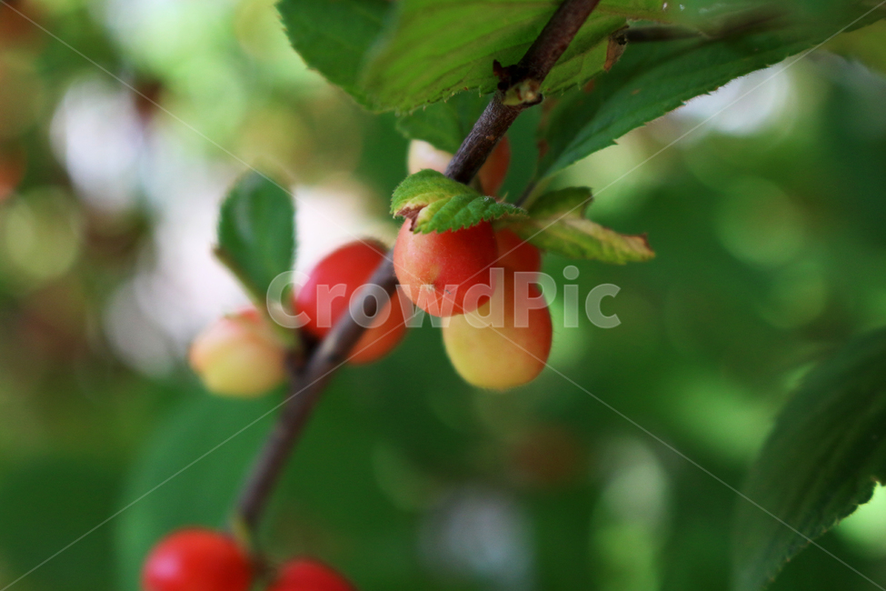 plant,leaf,나뭇잎,식물,열매