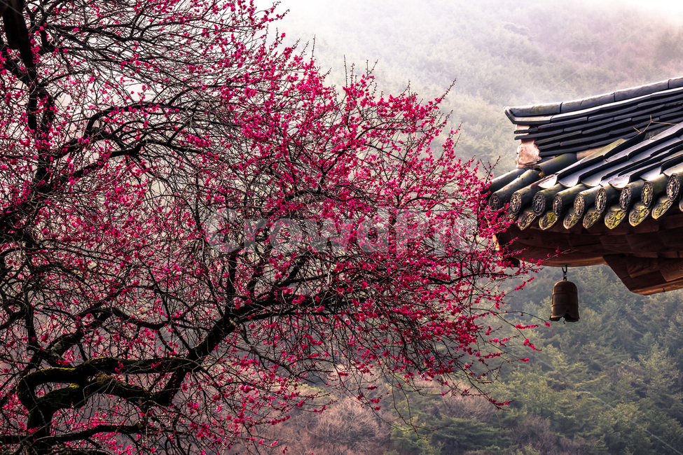 화엄사,매화,봄,구례,사찰,봄,계절,spring,season,한국전통,한국문화,korean traditional,korean culture,식물,자연,plants,nature,나무,trees,wood,건축물,건물외관,exterior,building,structure,architecture,construction,plant