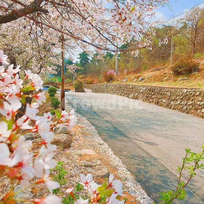 길,벚꽃,감성,봄,시골,봄,계절,spring,season,자연,풍경,nature,landscape,plant,식물,blossom,꽃,petal,꽃잎,flower