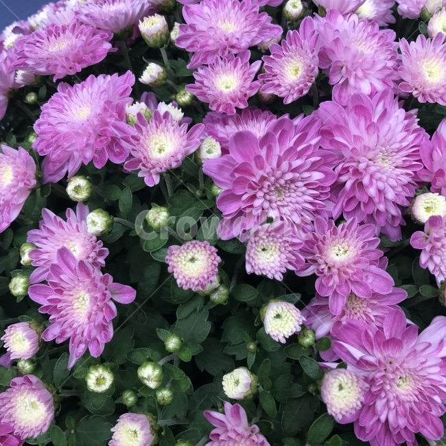 소국,국화,Dendranthema,국화과,쑥갓속,여러해살이풀,Chrysanthemummorifolium,원예용,절화,소륜종,약용,약재,꽃,보라꽃,보라국화,식물,Flower,식물,자연,plants,nature,꽃,flower