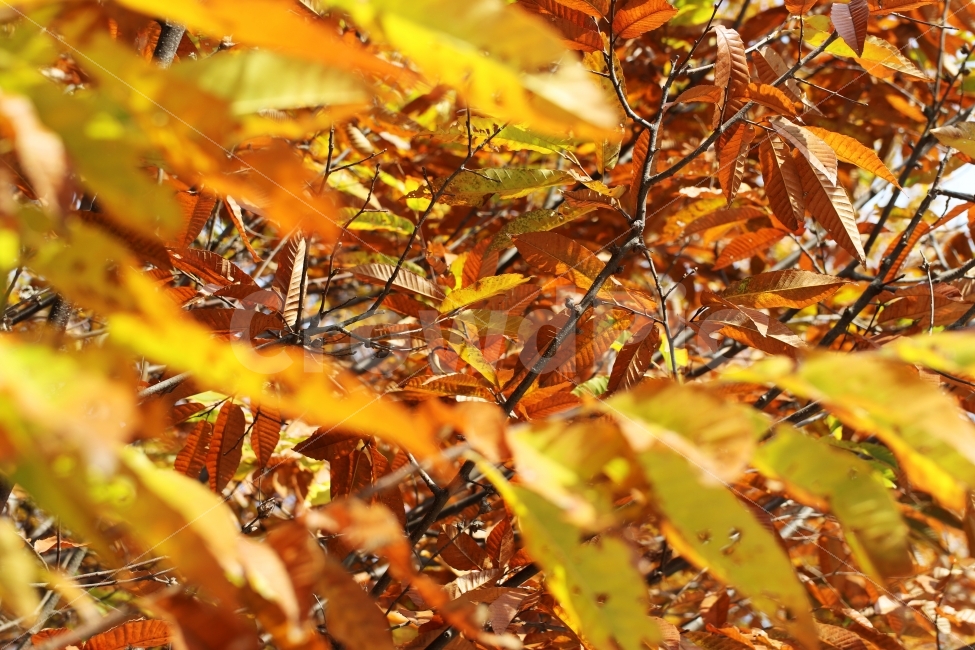 	가을,가을낙엽,가을단풍,가을풍경,단풍,가을,계절,fall,autumn,season,식물,자연,plants,nature,plant,leaf,잎