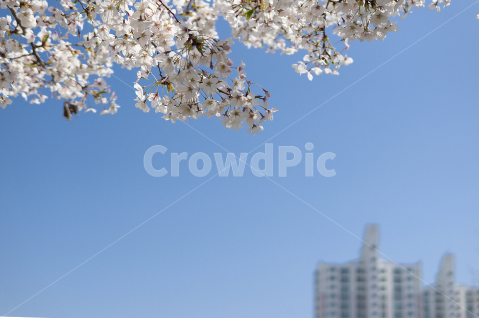 꽃,벚꽃,식물,flower,blossom,cherryblossom,plant,식물,자연,plants,nature,꽃,flower