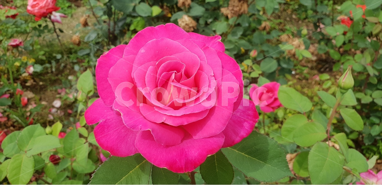 꽃,장미,로즈,핑크로즈,식물,식물,자연,plants,nature,꽃,flower