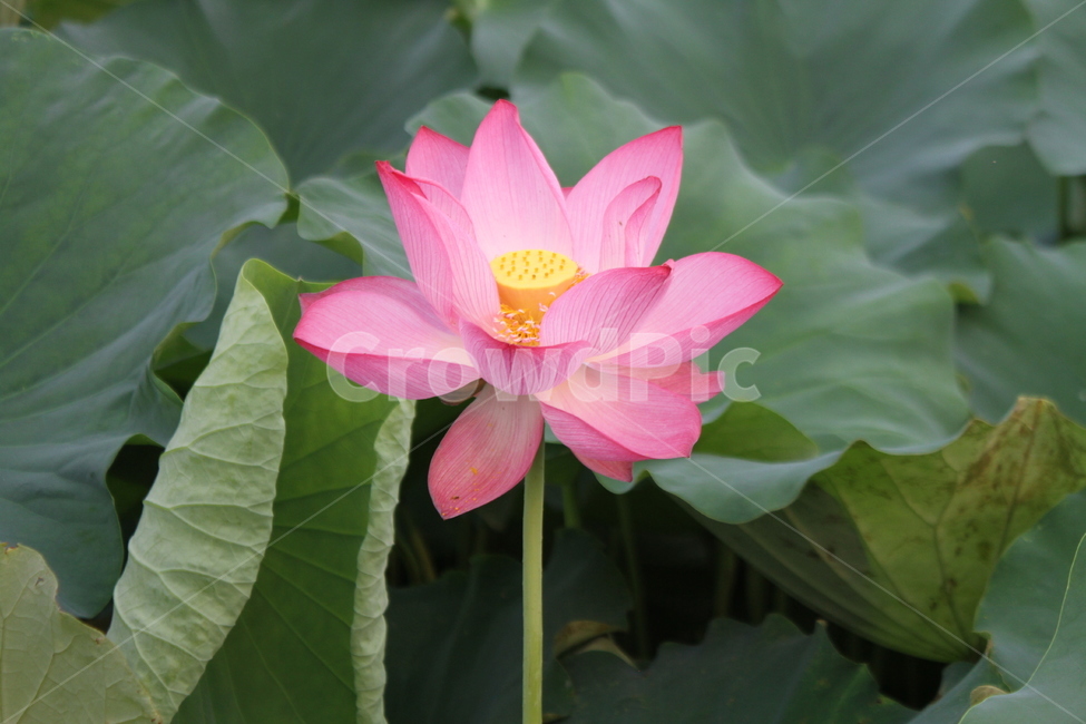 연,연꽃,lotus,식물,홍연,식물,자연,plants,nature,꽃,flower