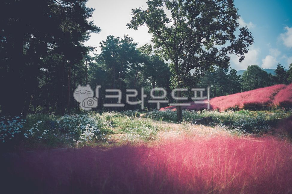 구절초,꽃,flower,흰꽃,화이트,blossom,daisies,daisy,데이지,식물,plant,자연,풍경,nature,landscape