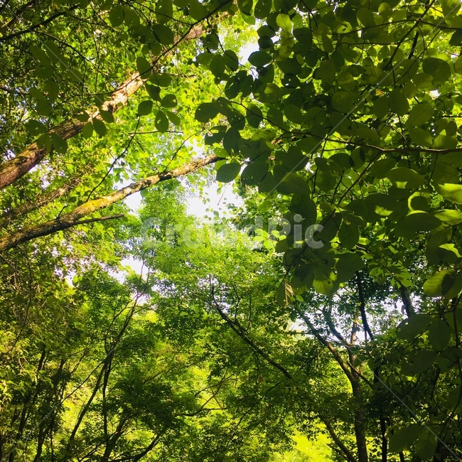 나무,초록,초록색,green,tree