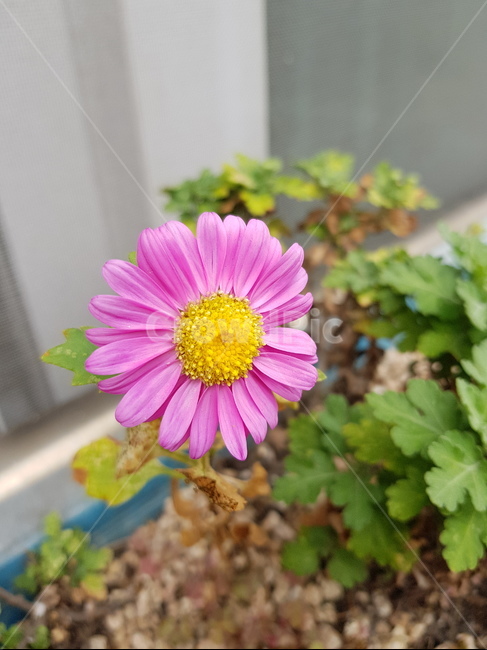 국화,식물,보라색꽃,다육이,다육이화분,식물,자연,plants,nature,꽃,flower