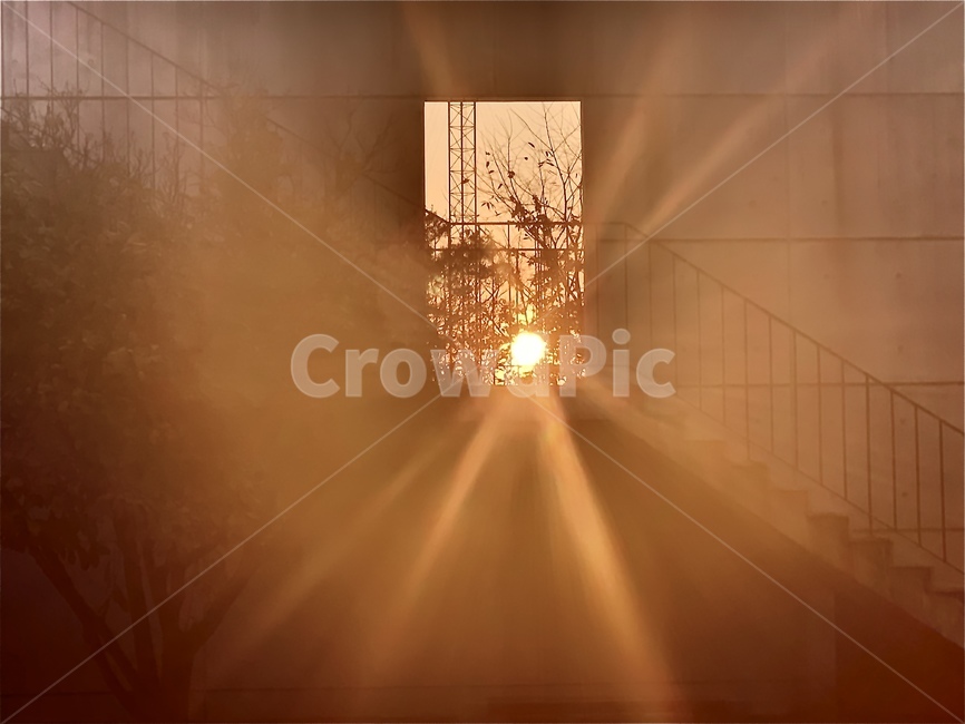 light,빛,flare,플레어,창문,나무,햇빛,선셋,sunset