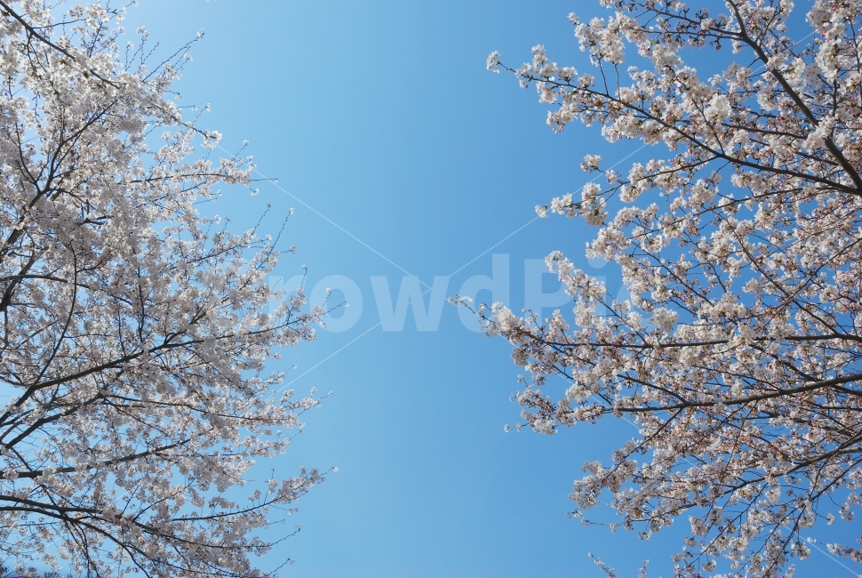 벚꽃,공원,하늘,하얀,파랑,조경,나무,축제,4월,산,만개,배경,자연,풍경,nature,landscape,봄,계절,spring,season,plant,식물