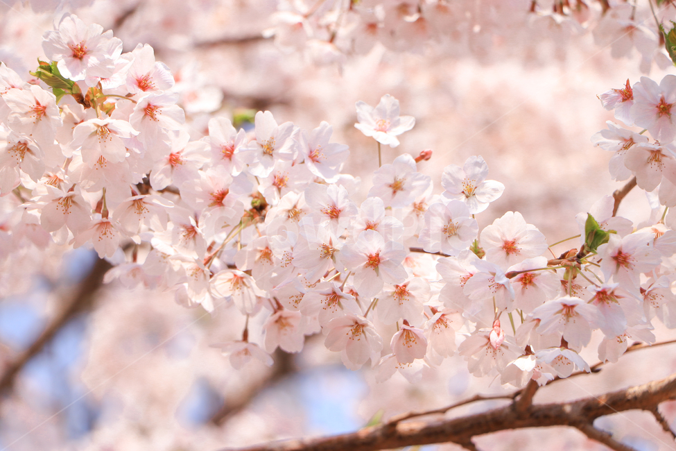 벚꽃,꽃,봄꽃,사쿠라,桜