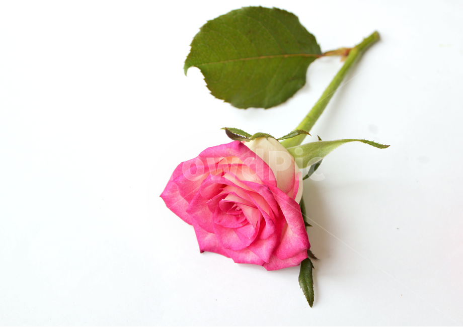 꽃,장미,장미꽃,핑크,생화,rose,flower,pink,신선한,green,leaf,leaves,녹색,그린,잎,나뭇잎,장미잎,탑앵글,식물,사랑,로맨스,love,romantic,식물,자연,plants,nature,꽃,flower,기념일,축하,anniversary,congratulation,celebrate,celebration,누끼,remove background