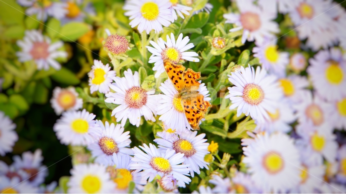 나비,꽃,봄,자연,곤충,butterfly,flower,녹색,풍경,감성,감상,식물,자연,plants,nature,꽃,flower,동물,animal,곤충,벌레,insect,bug