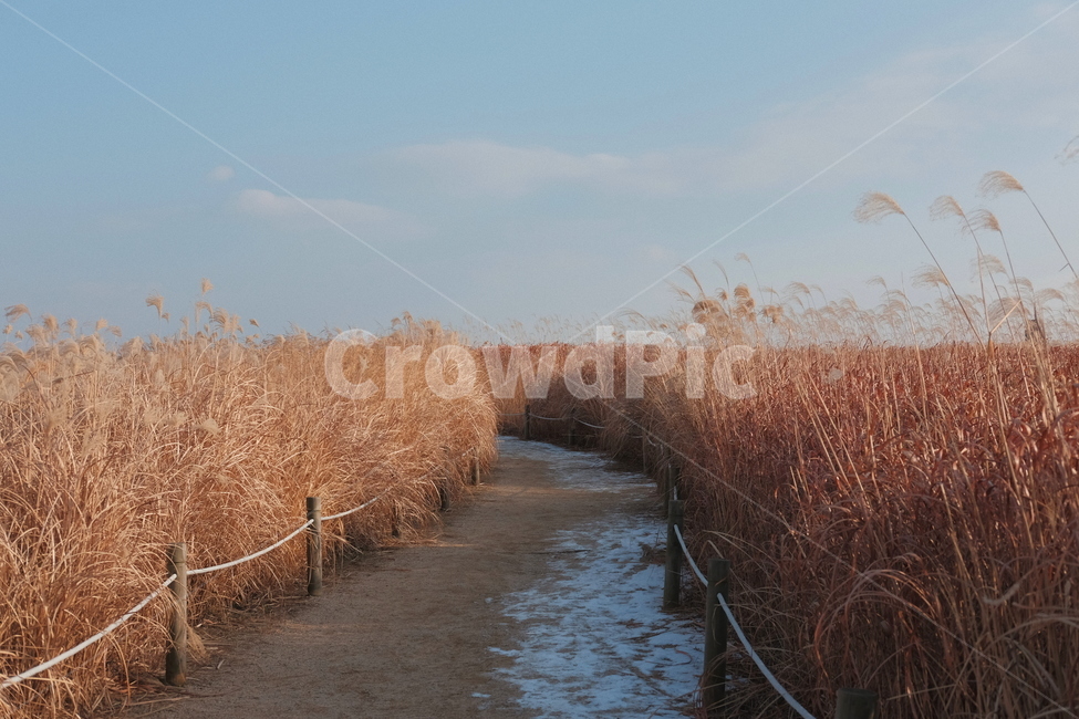 하늘공원,억새,가을,하늘,sky,fall,갈대,겨울,가을,계절,fall,autumn,season,자연,풍경,nature,landscape,grass,잔디,plant,식물,lawn,reed