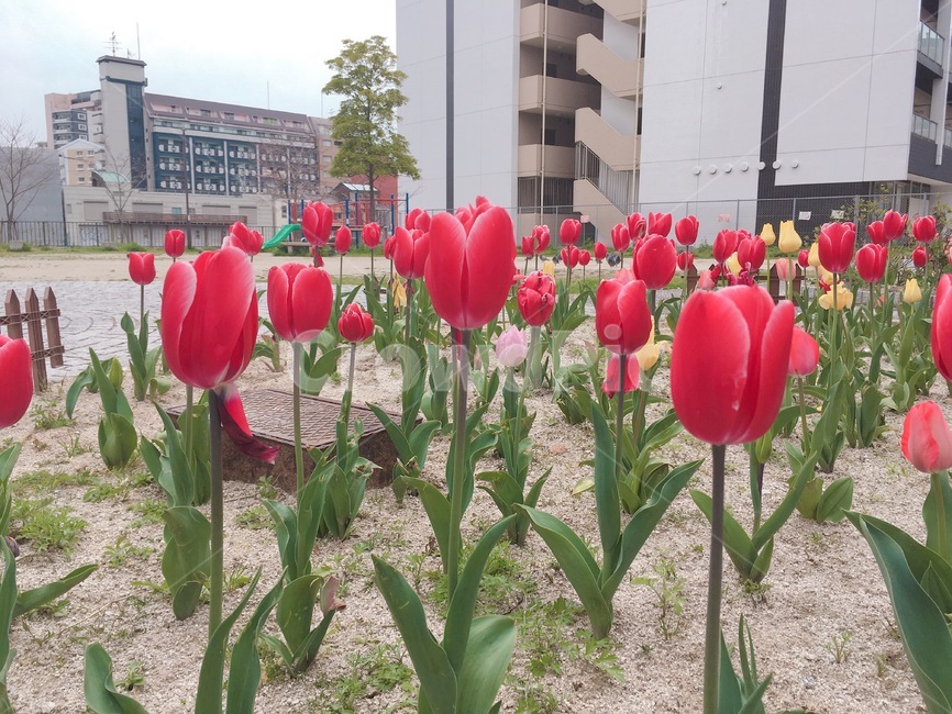 튤립,꽃,빨간색,봄,일본,식물,자연,plants,nature,꽃,flower