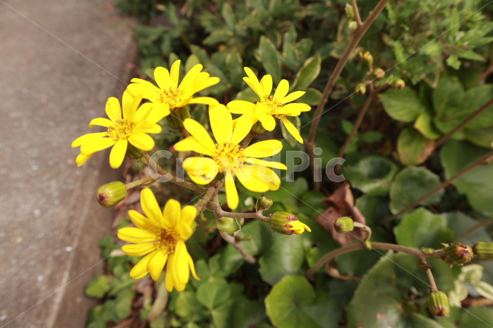 들꽃,봄,노란색,식물,풀,자연,spring,flower