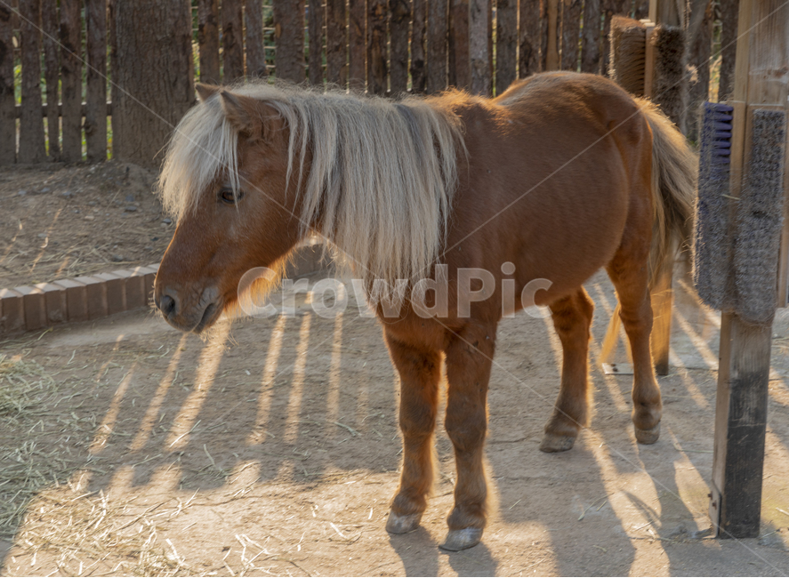 mammal,포유류,동물,말,조랑말,horse,동물,animal,포유류,mammal