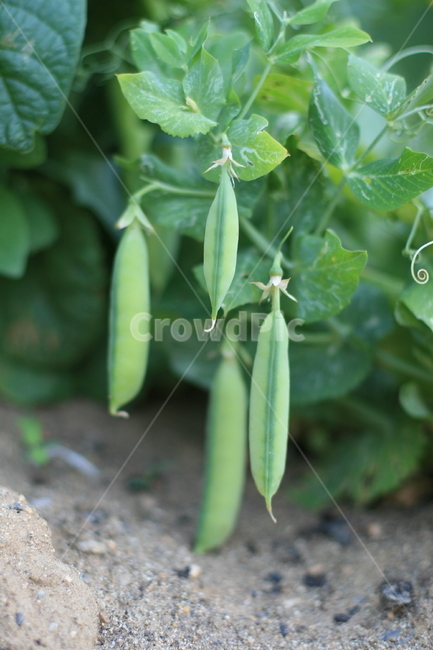 plant,식물,pea,완두콩,food,음식,vegetable,야채,농작물,작물,콩,녹색식물,녹색