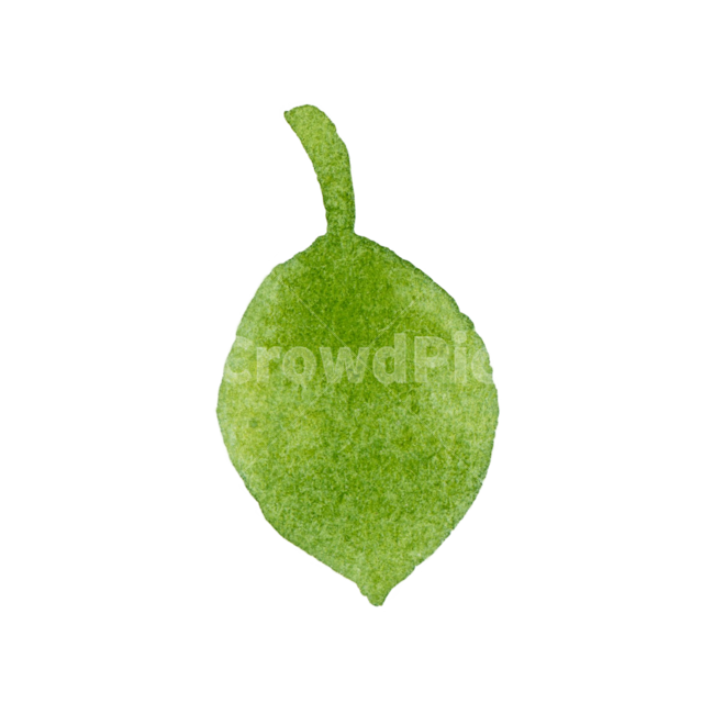 잎,초록,나뭇잎,수채화,식물,자연,손그림,일러스트,귀여운,아이콘,leaf,green,illustration,icon,watercolor,plant,봄,여름,가을,식물,자연,plants,nature,누끼,remove background