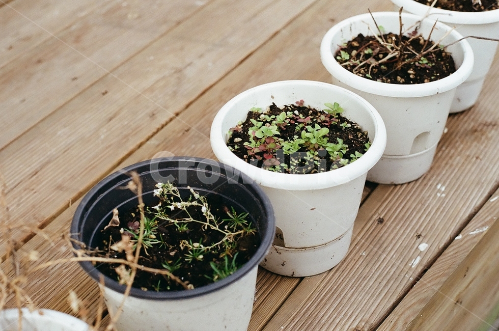 plant,식물,화분,생명,새싹,봄,실내용화초,화분,화초,house plant