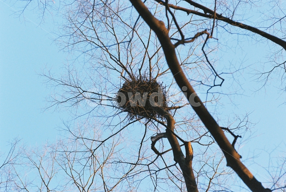 까치집,자연,나무,나뭇가지,하늘,필름,필름사진,겨울,계절,winter,season,식물,자연,plants,nature,나무,trees,wood