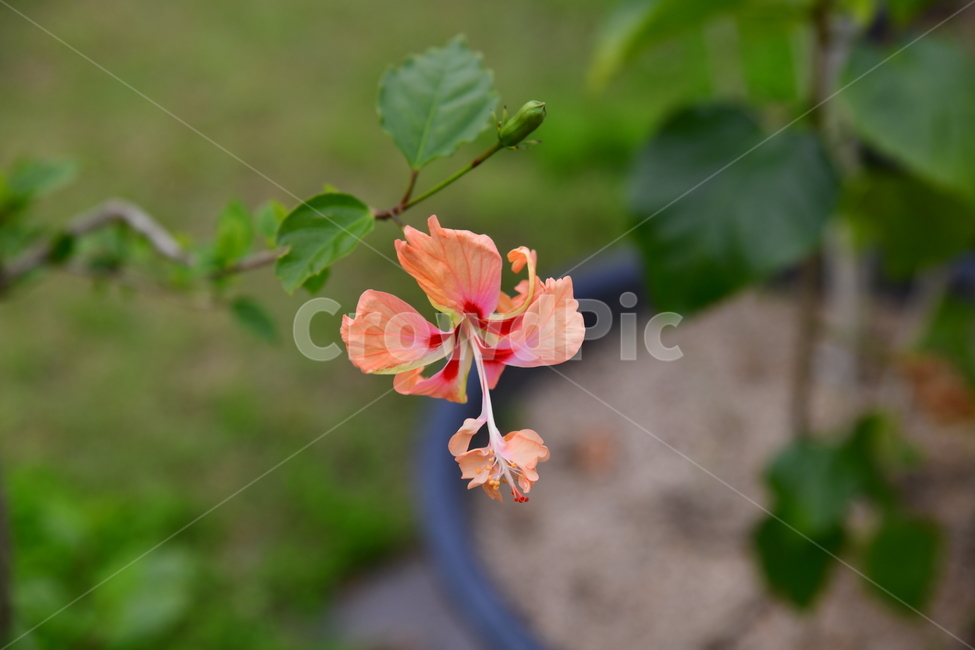 꽃,야생화,봄,여름,자연,수목원,식물,자연,plants,nature,꽃,flower
