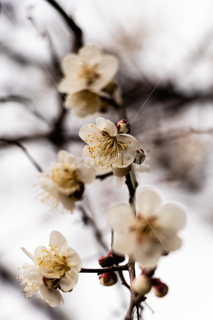매화,매화꽃,매실꽃,백매화,흰매화,봄,계절,spring,season,식물,자연,plants,nature,꽃,flower,plant,cherry blossom,벚꽃,blossom