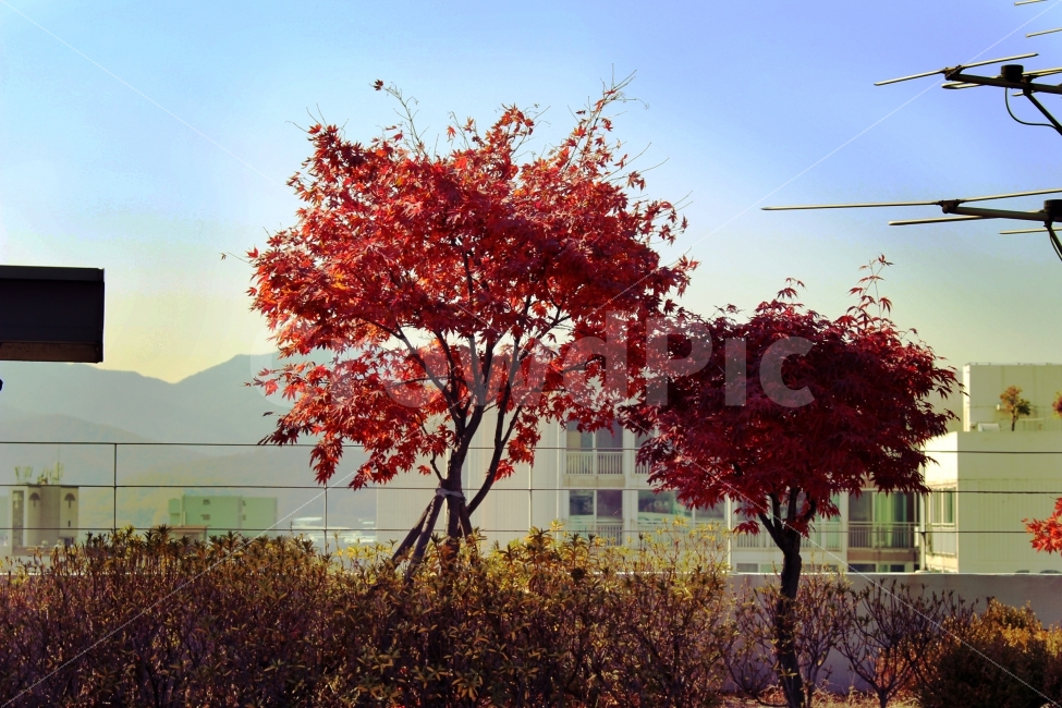 단풍,낙엽,가을,공원,옥상,일상,감성사진,생활,자유,여유,시간,휴식,가을,계절,fall,autumn,season,식물,자연,plants,nature,나무,trees,wood,tree,plant,maple