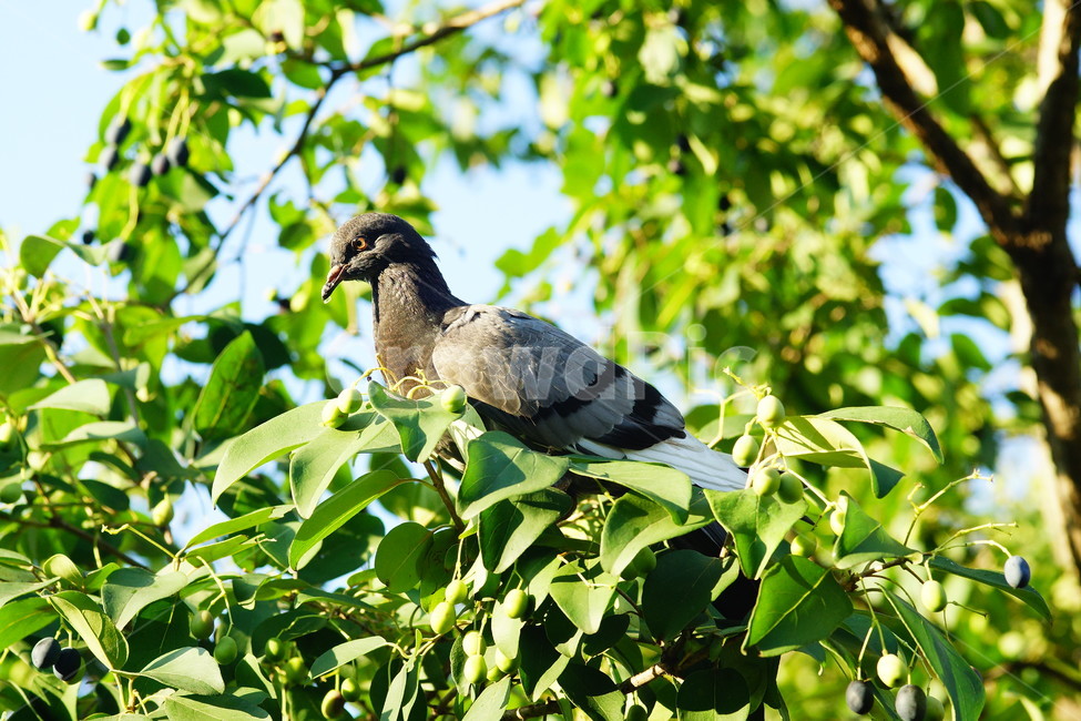 식물,자연,비둘기,새,bird,animal,동물,동물,animal,조류,새,birds