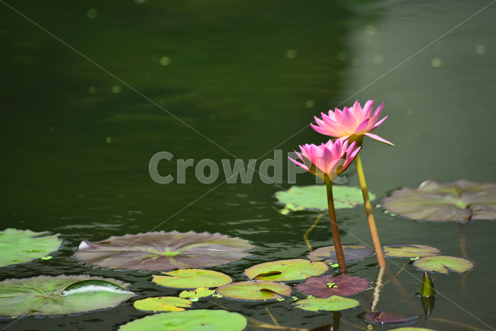 수련,열대식물,수생식물,식물,꽃,여름꽃,꽃송이,화려함,아름다움,flowers,waterlily,분홍색꽃,꽃술,개화,활짝피다,배경,바탕,백그라운드,핑크색꽃,녹색,두송이,식물,자연,plants,nature,꽃,flower